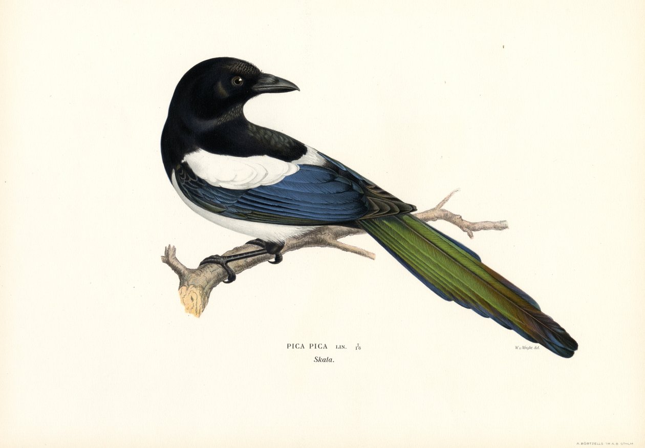 Elster (Farblithographie) von Magnus Ferdinand and Wilhelm von Wright