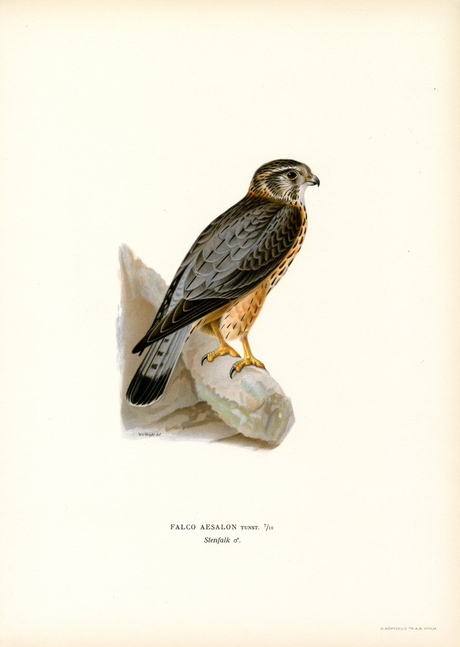 Merlin von Magnus Ferdinand and Wilhelm von Wright
