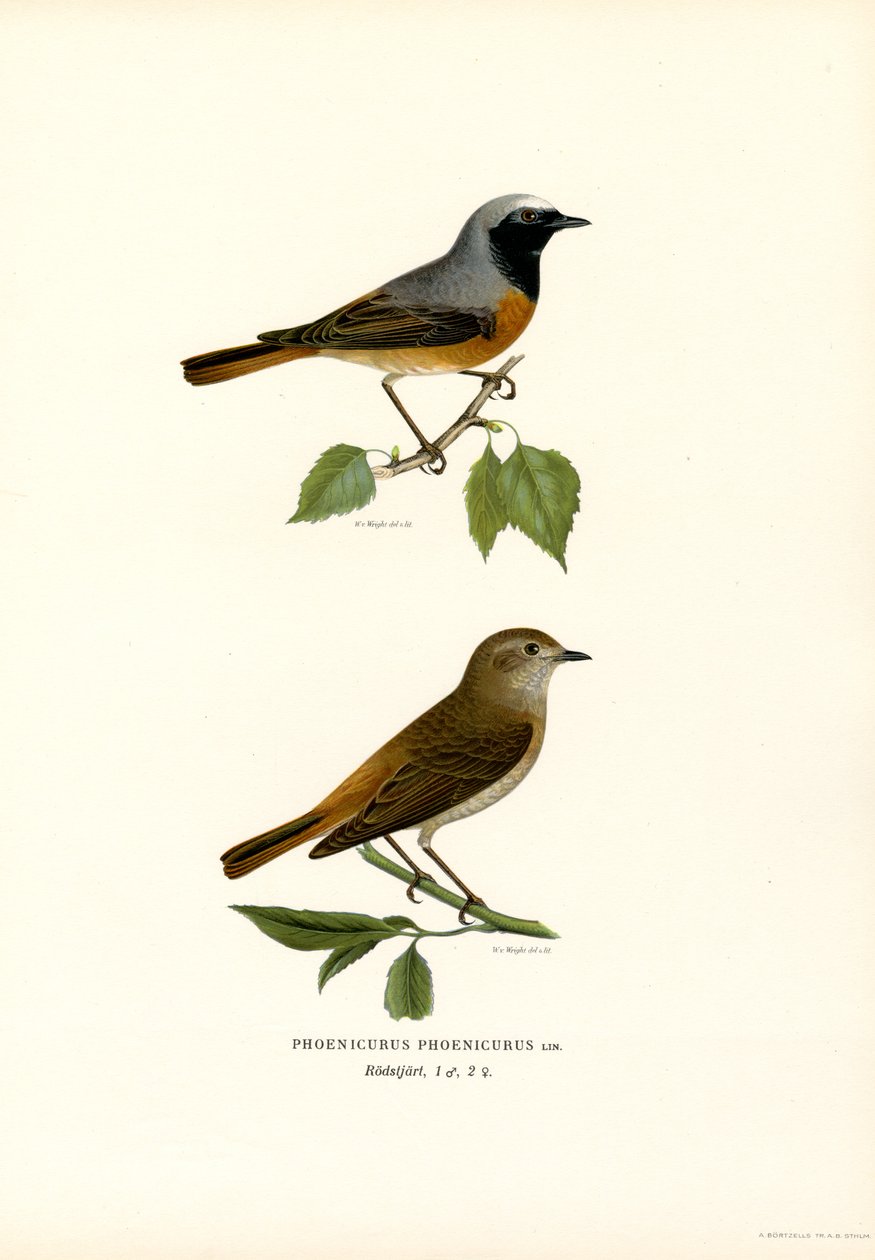 Gartenrotschwanz von Magnus Ferdinand and Wilhelm von Wright