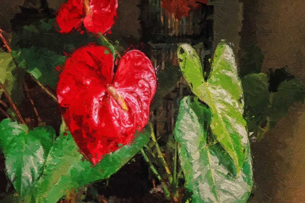 Großes rotes herzförmiges Anthurium von Mano Chandra Dhas