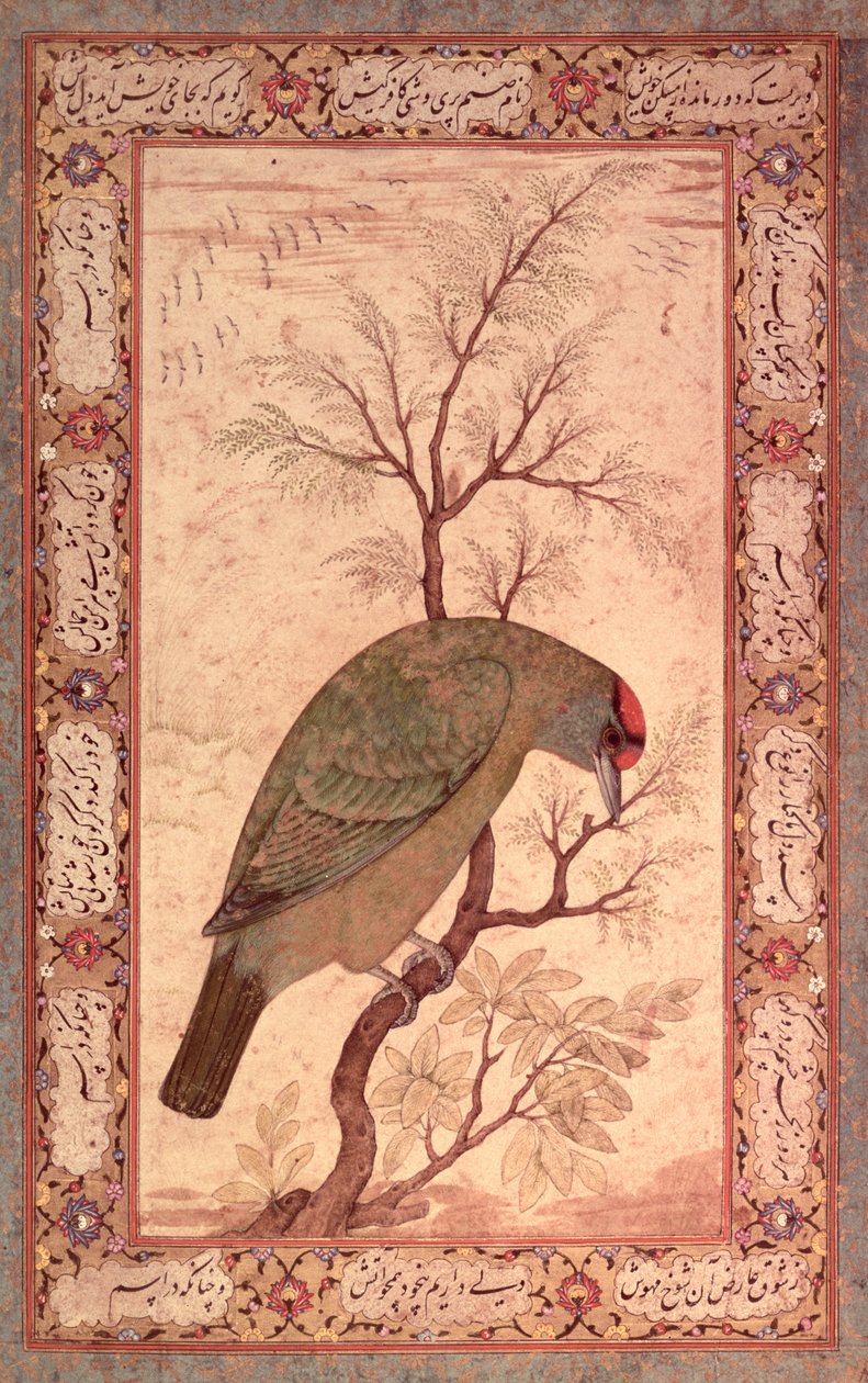 Ein Barbet (Himalaya-Blauschwanzvogel) Jahangir-Periode, Mughal, 1615 von Mansur