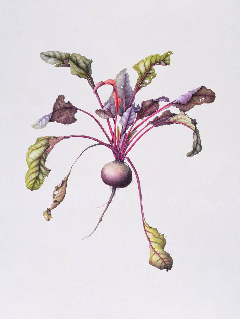 Rote Bete von Margaret Ann Eden