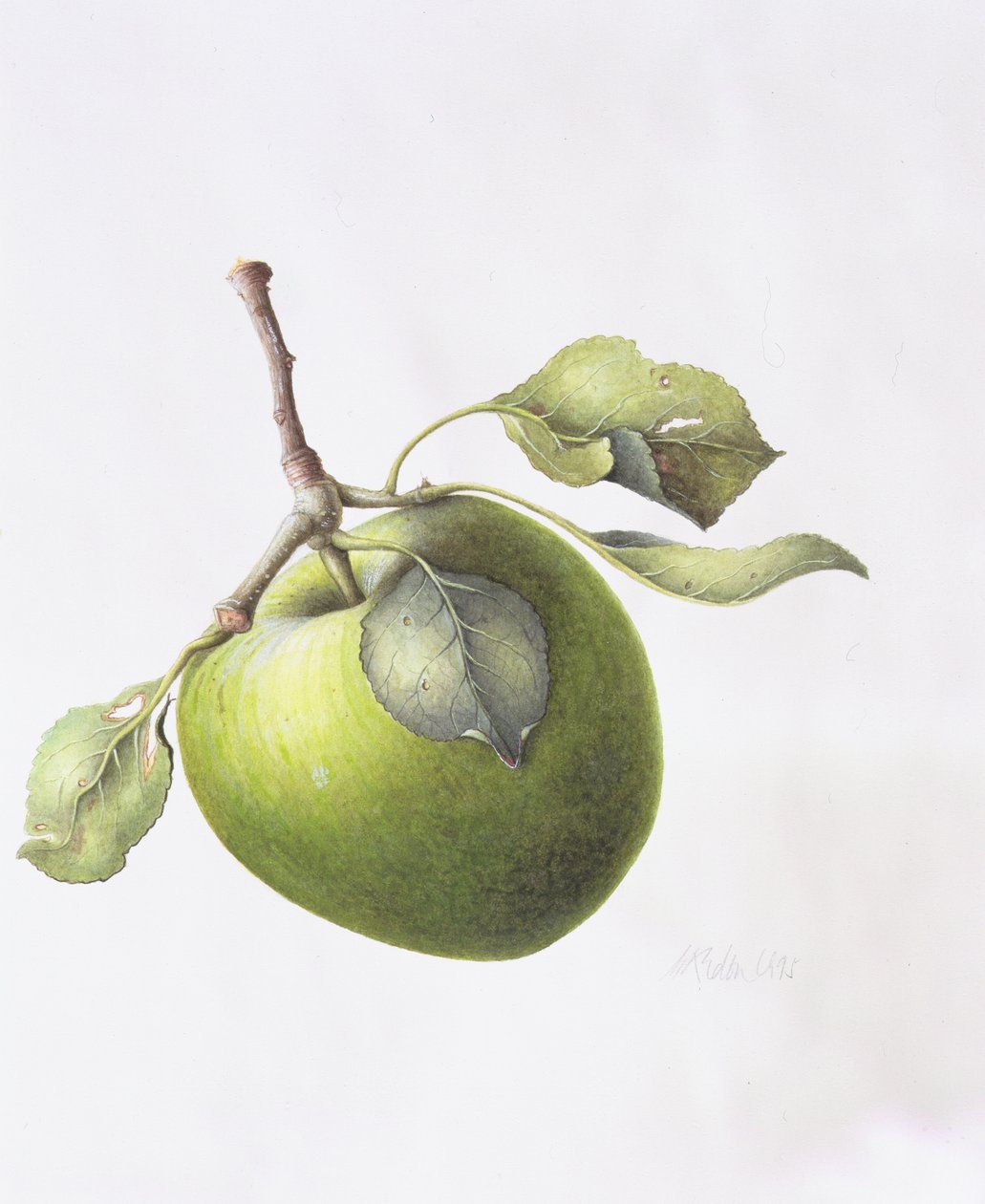 Bramley Apfel, 1995 von Margaret Ann Eden