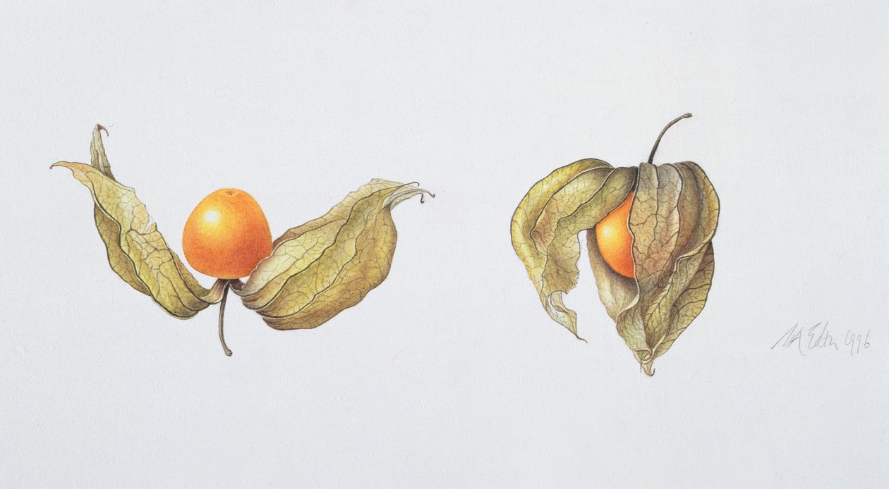 Kapstachelbeeren (Physalis peruviana) von Margaret Ann Eden