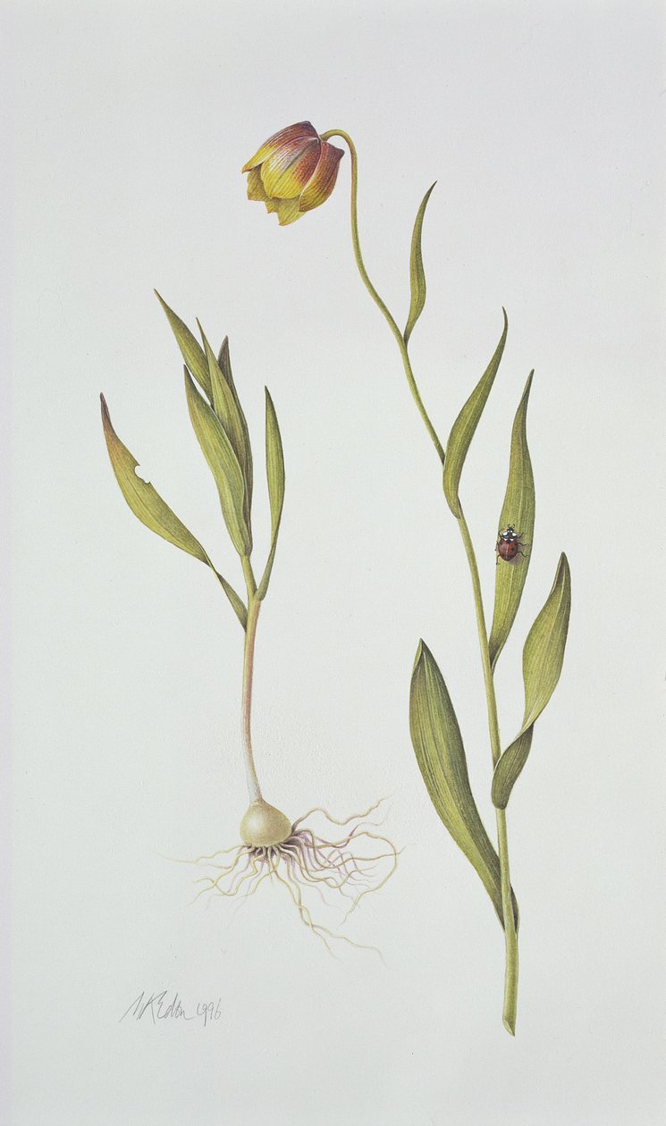 Fritillaria Michailovsky, 1996 von Margaret Ann Eden