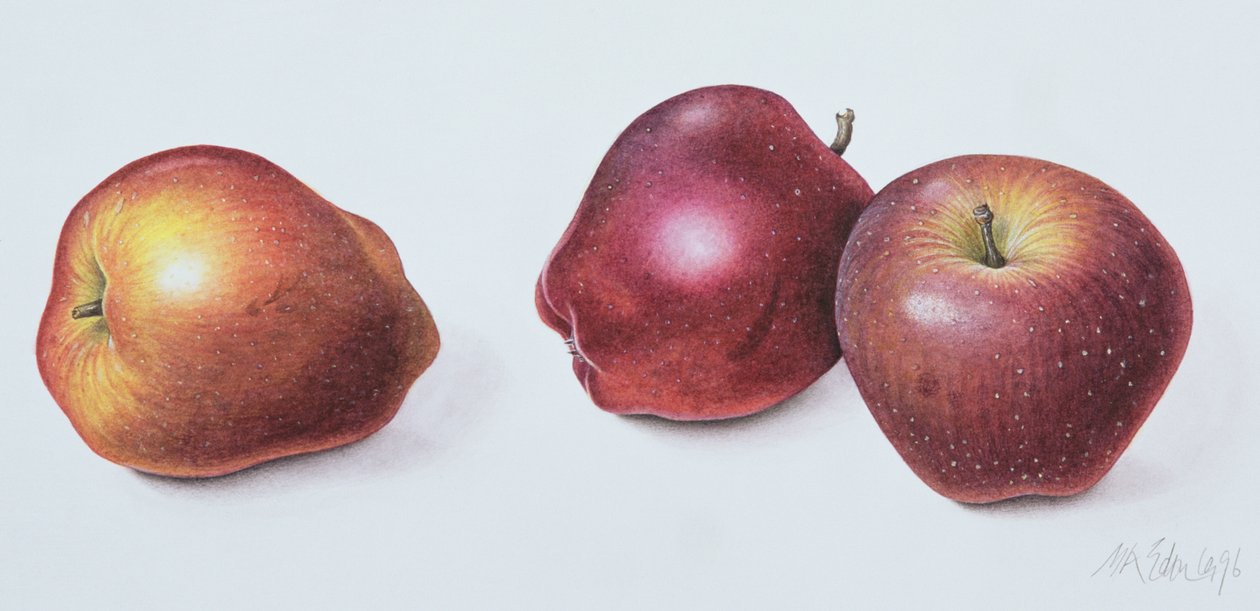 Rote Äpfel von Margaret Ann Eden