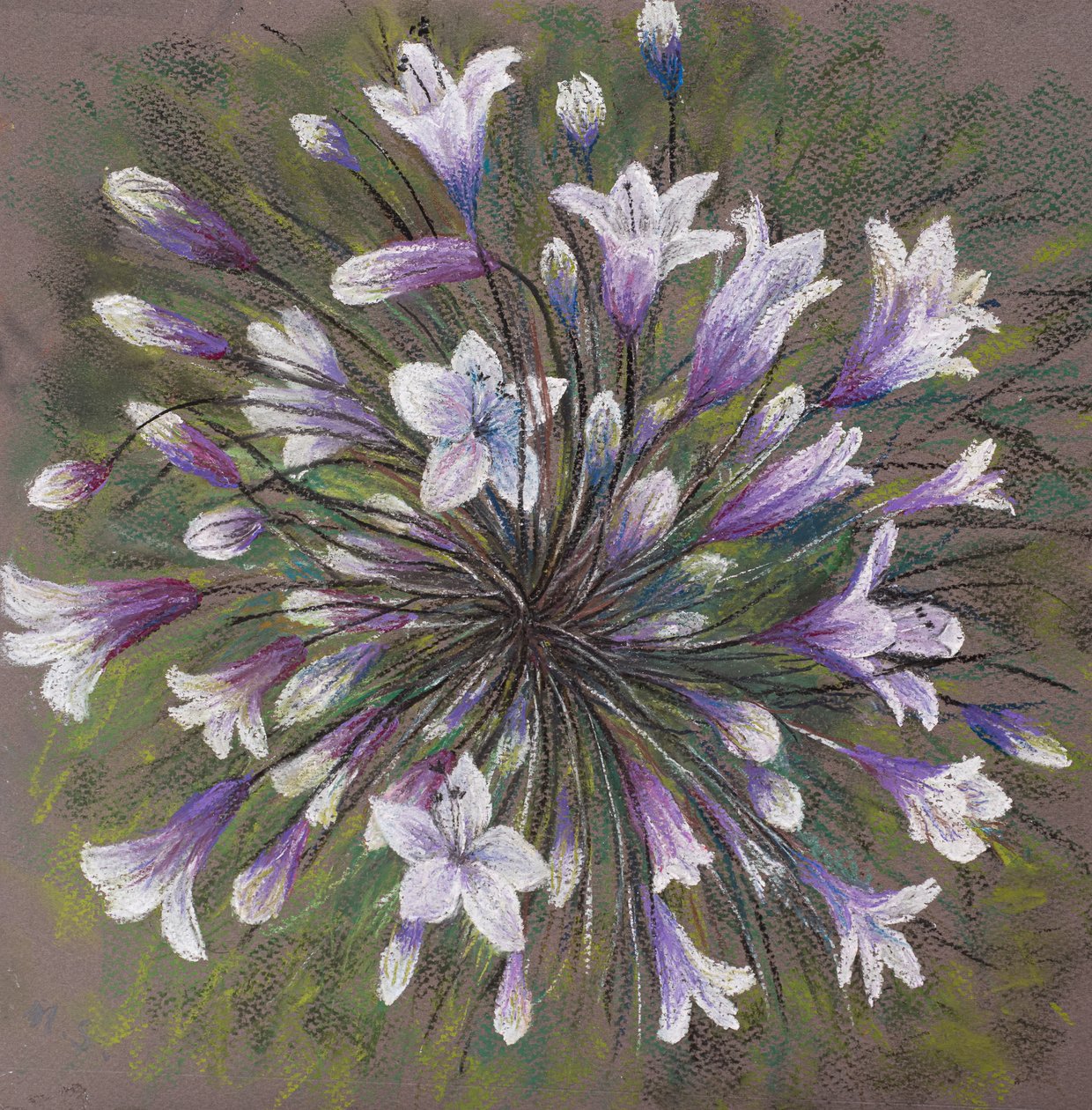 Allium-Familie von Margo Starkey