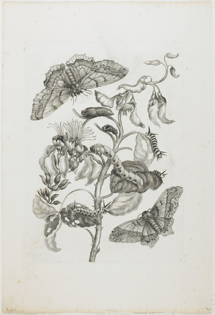 Raupen, Schmetterlinge und Blume, 1705-71 von Maria Sibylla Merian