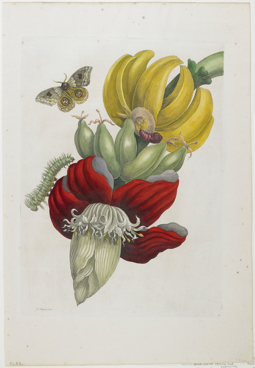 Blütenstand der Banane, 1705 (handkolorierte Radierung und Stich) von Maria Sibylla Merian