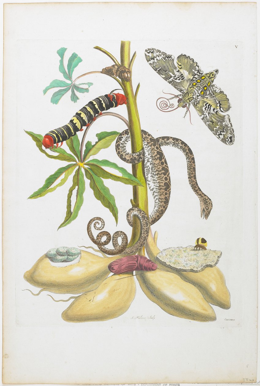 Schlange, Raupe, Schmetterling und Insekten auf Pflanze von Maria Sibylla Merian