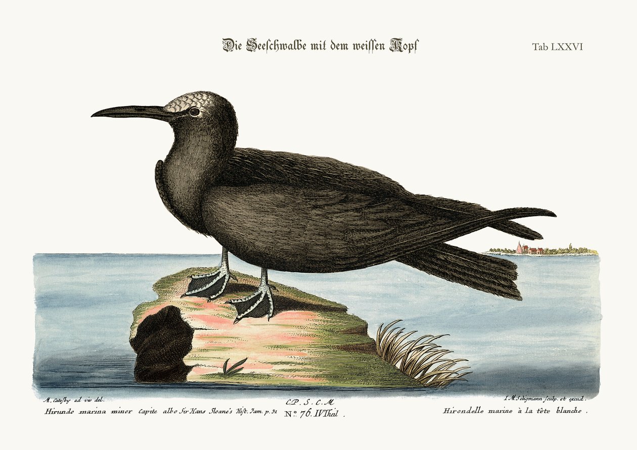 Der Noddy, 1749-73 von Mark Catesby