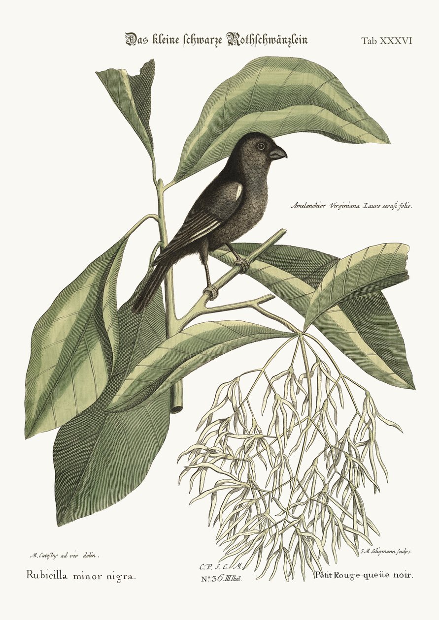 Der kleine schwarze Gimpel, 1749-73 von Mark Catesby