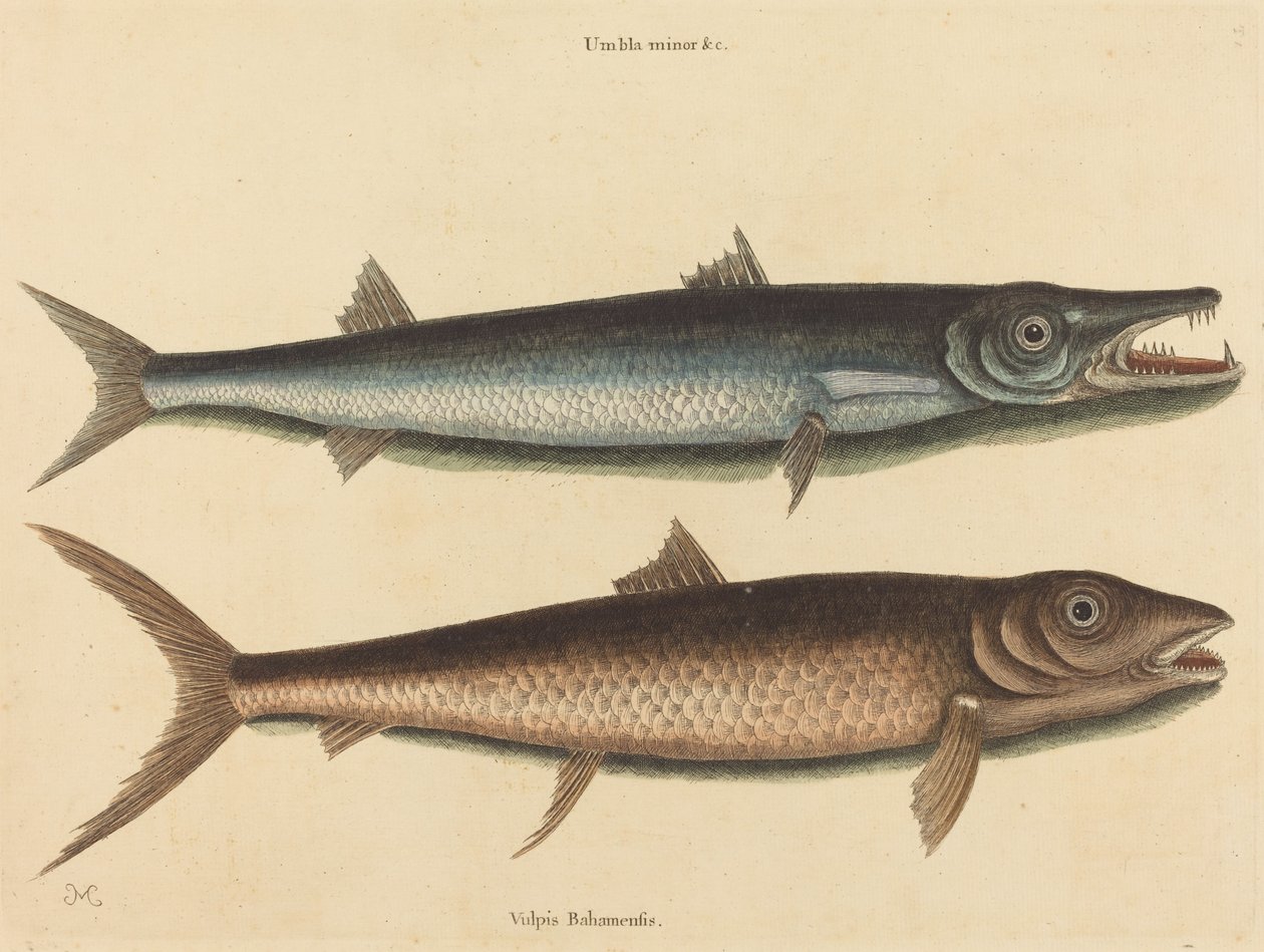 Die Barrakuda (Esox barracuda) von Mark Catesby