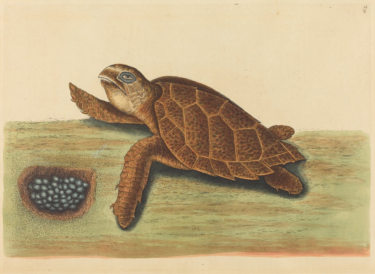 Die Karettschildkröte (Testudo caretta) von Mark Catesby