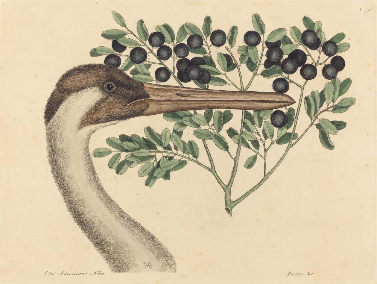 Der Schreitkranich Ardea Americana, veröffentlicht 1731-1743 von Mark Catesby