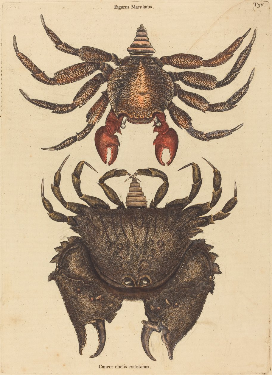 Der rotgefleckte Felsenkrabbe von Mark Catesby