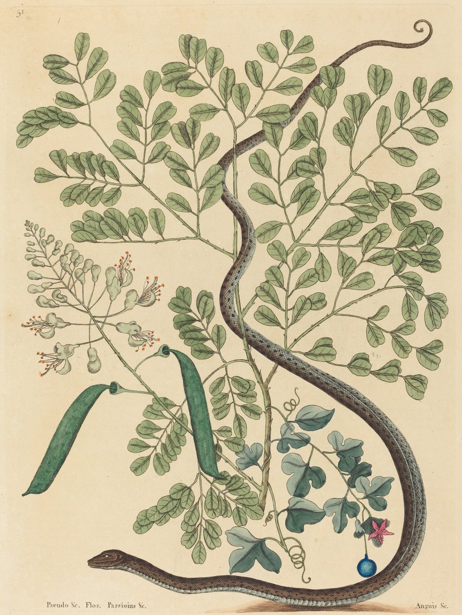 Die gefleckte Bänderschlange (Coluber nebulosus?) von Mark Catesby