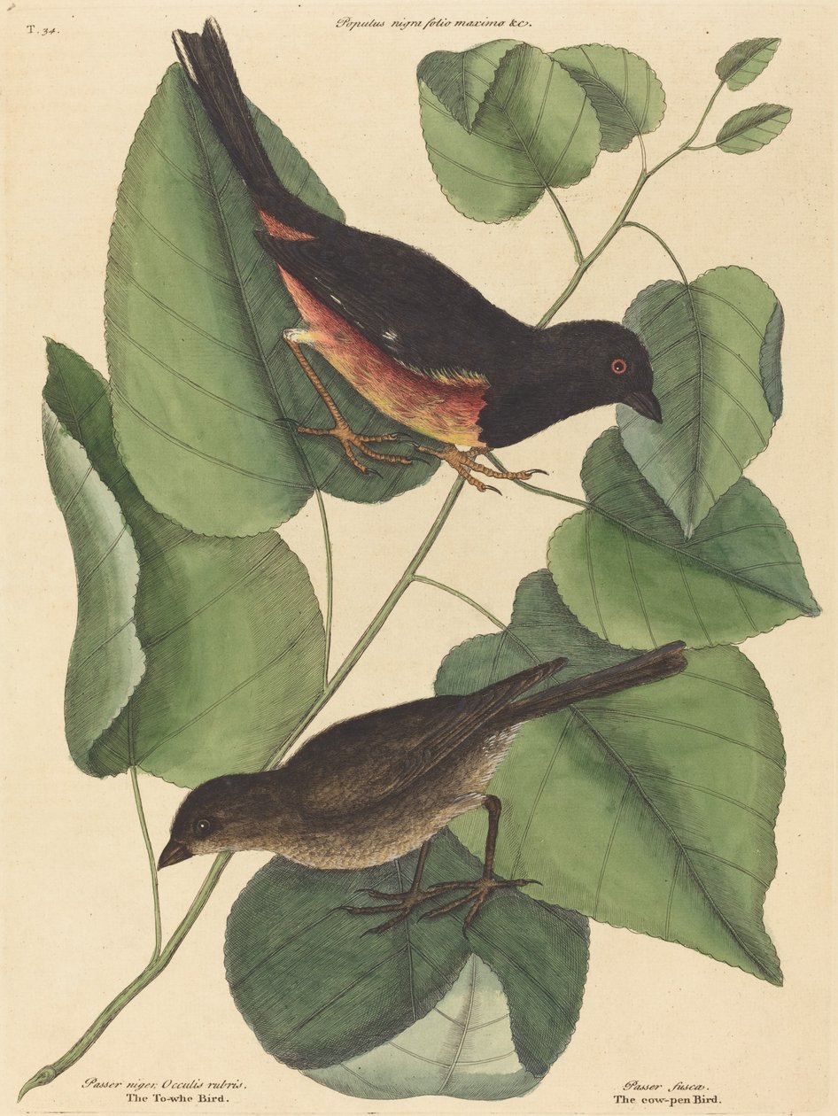 Der Towhe-Vogel von Mark Catesby
