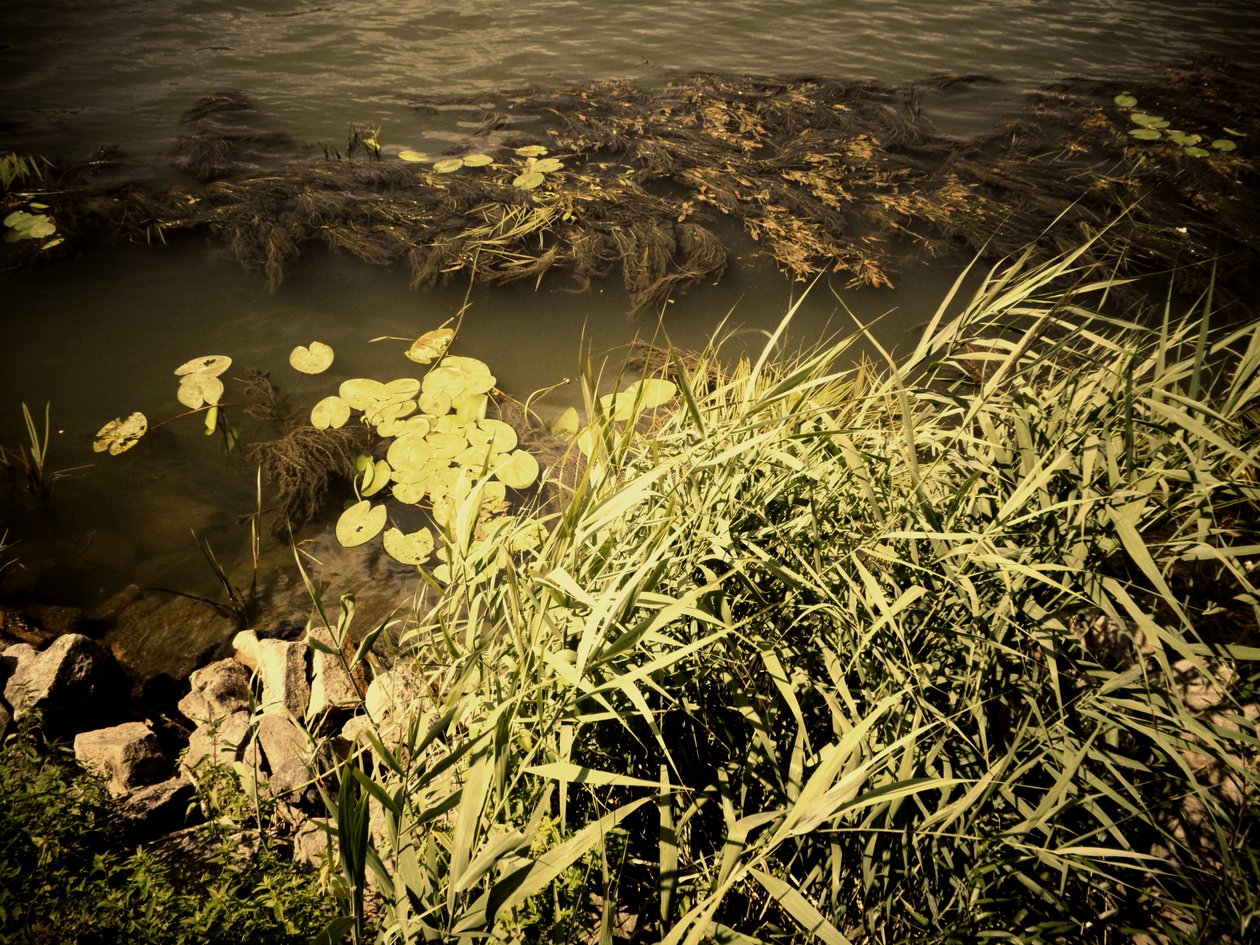 Am Fluss von Martina Konitzky