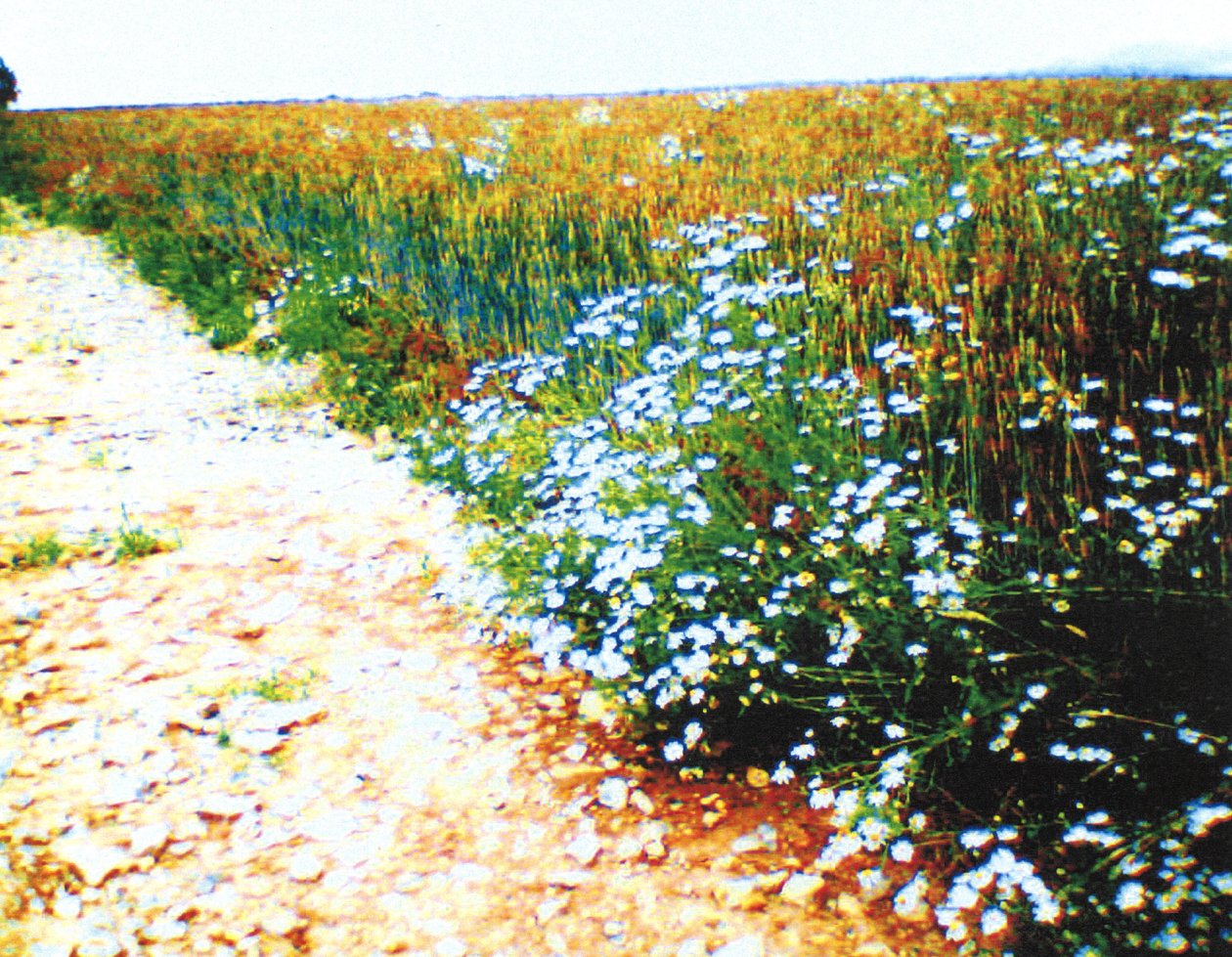 Feldweg von Martina Konitzky