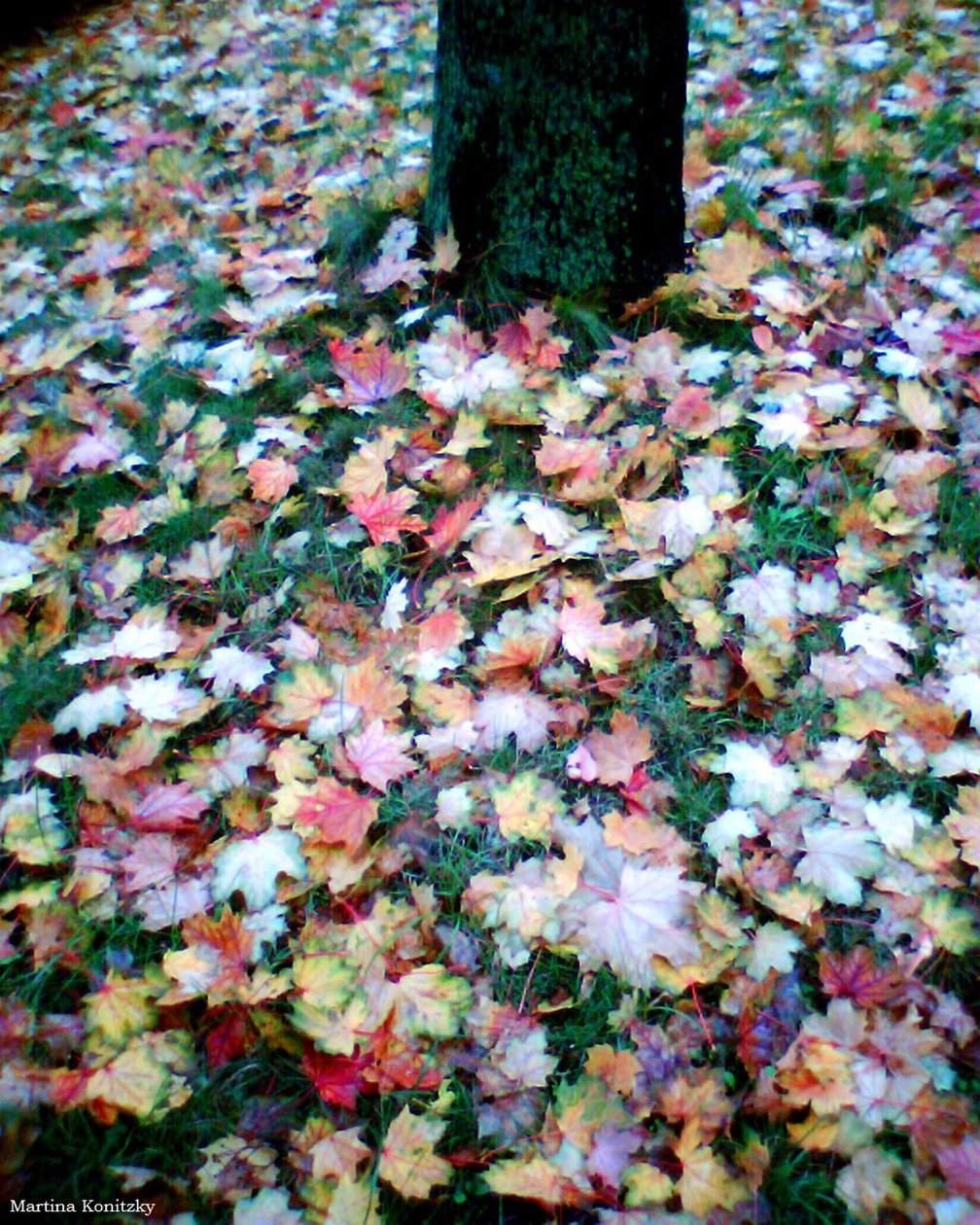 Herbst von Martina Konitzky