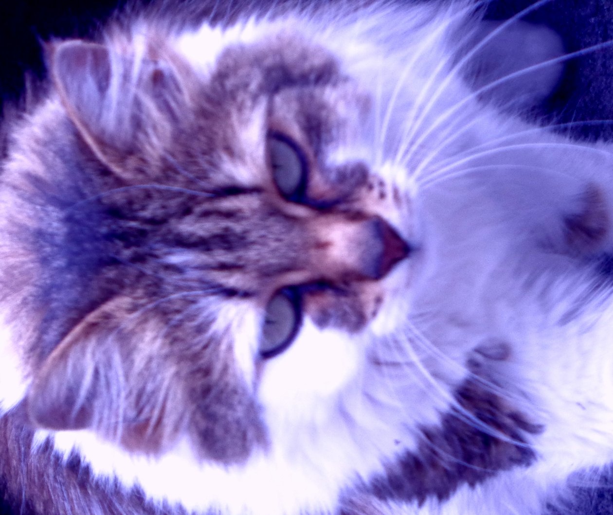 Kitty Lila von Martina Konitzky