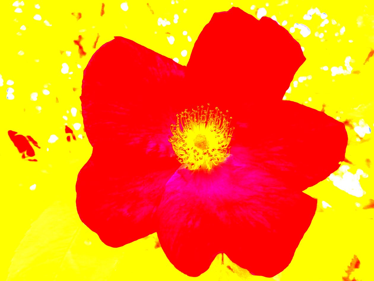 Popart Hommage Andy Warhol von Martina Konitzky