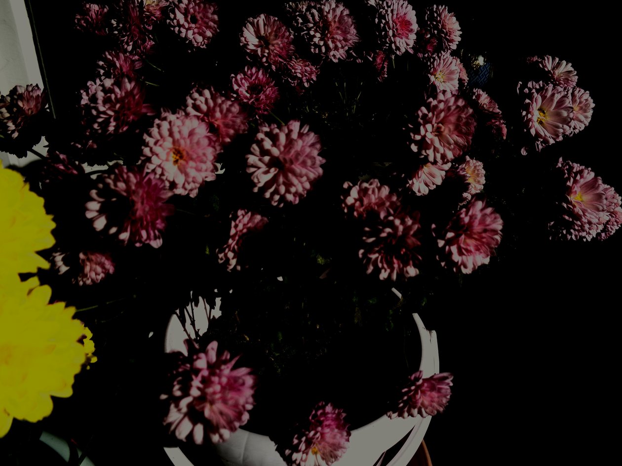 Chrysanthemen5 von Martina Konitzky