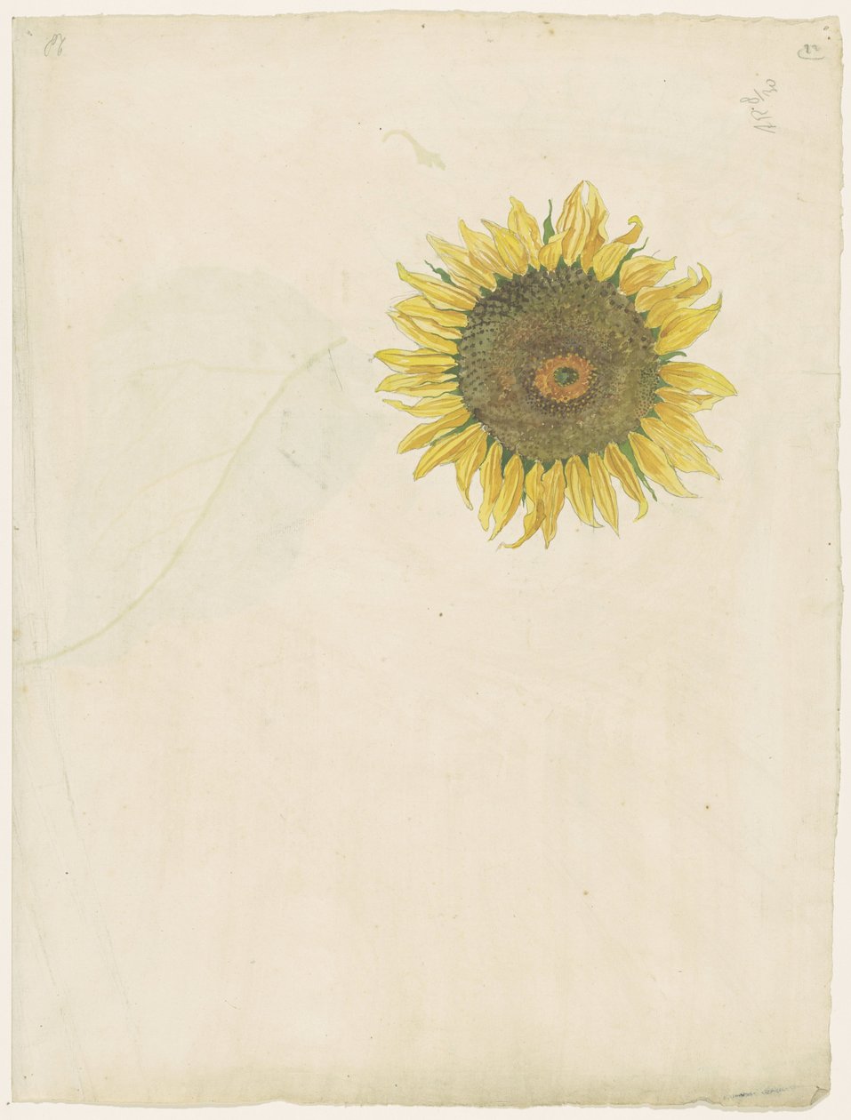 Sonnenblume von Martinus van Andringa