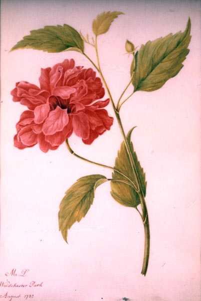 Pfingstrosenblüte von Mary Granville (attr.) Delany