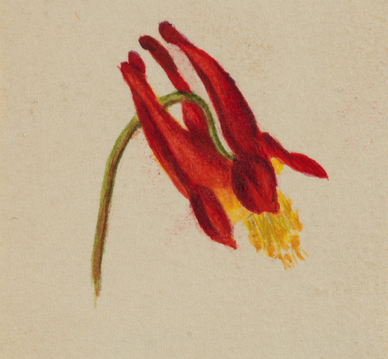 (Ohne Titel) von Mary Vaux Walcott