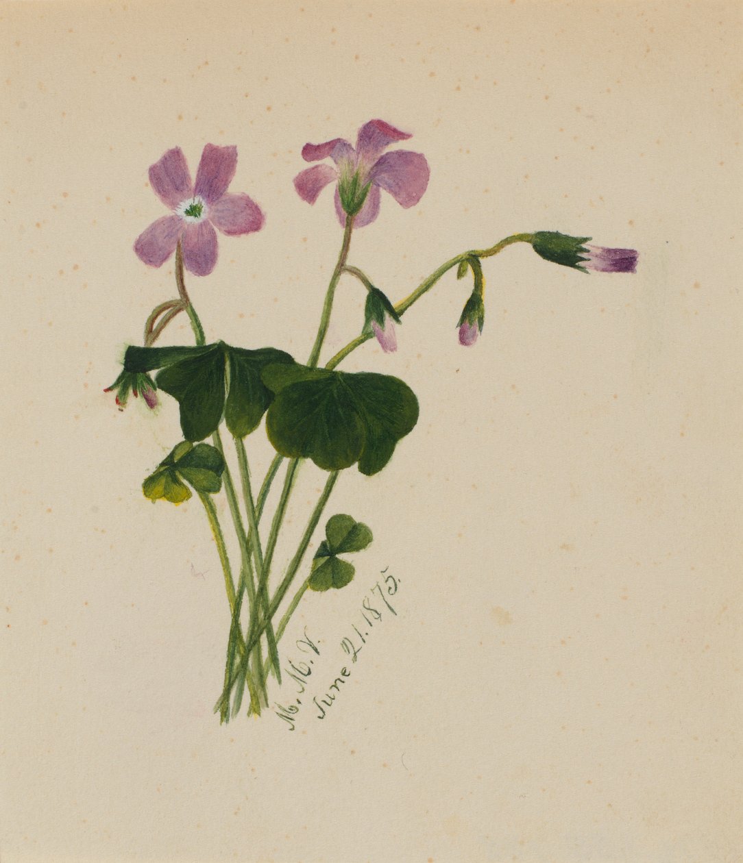 (Ohne Titel) von Mary Vaux Walcott