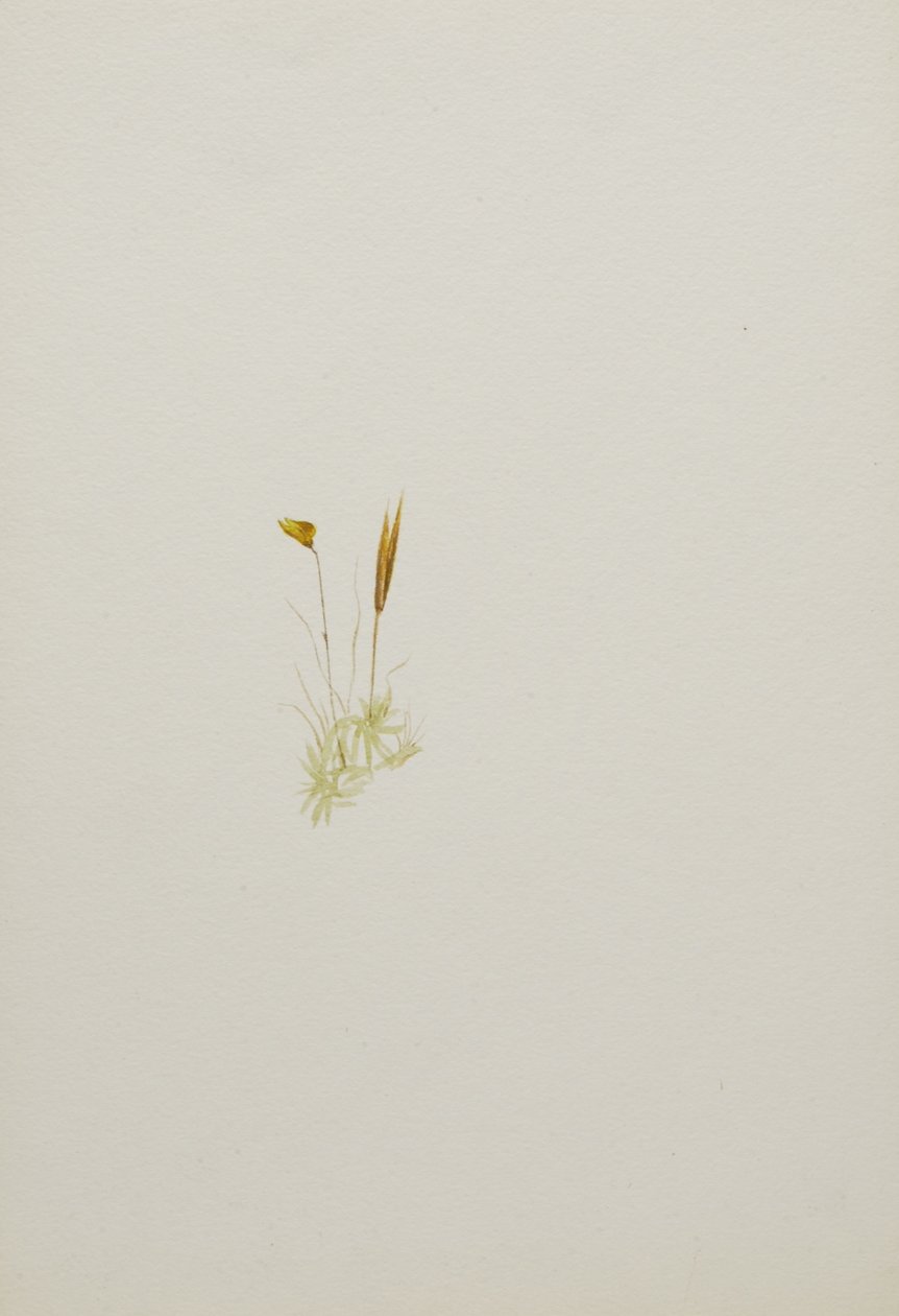 (Ohne Titel--Blumenstudie) von Mary Vaux Walcott