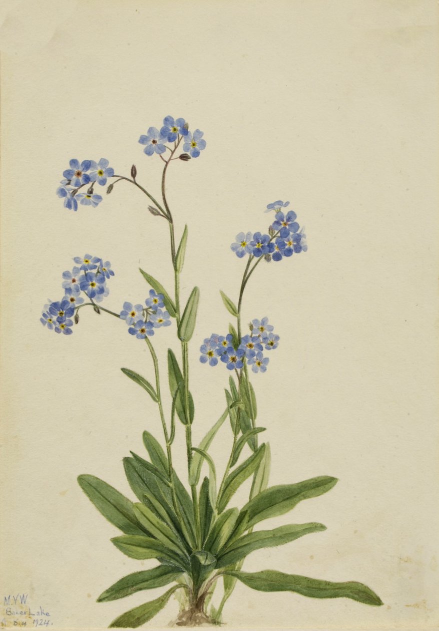 Alpen-Vergissmeinnicht Myosotis alpestris, 1924 von Mary Vaux Walcott