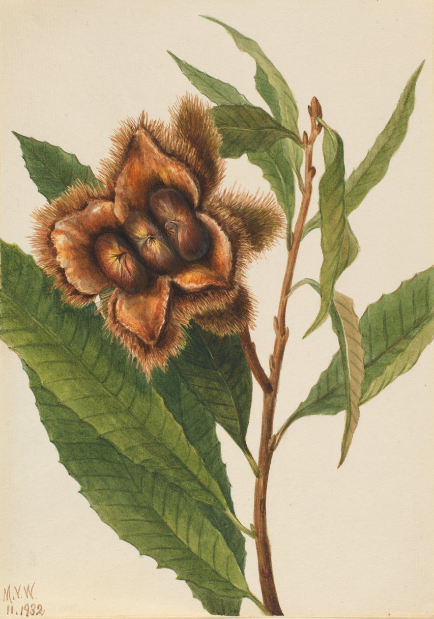 Amerikanische Kastanie Castanea dentata, 1932 von Mary Vaux Walcott