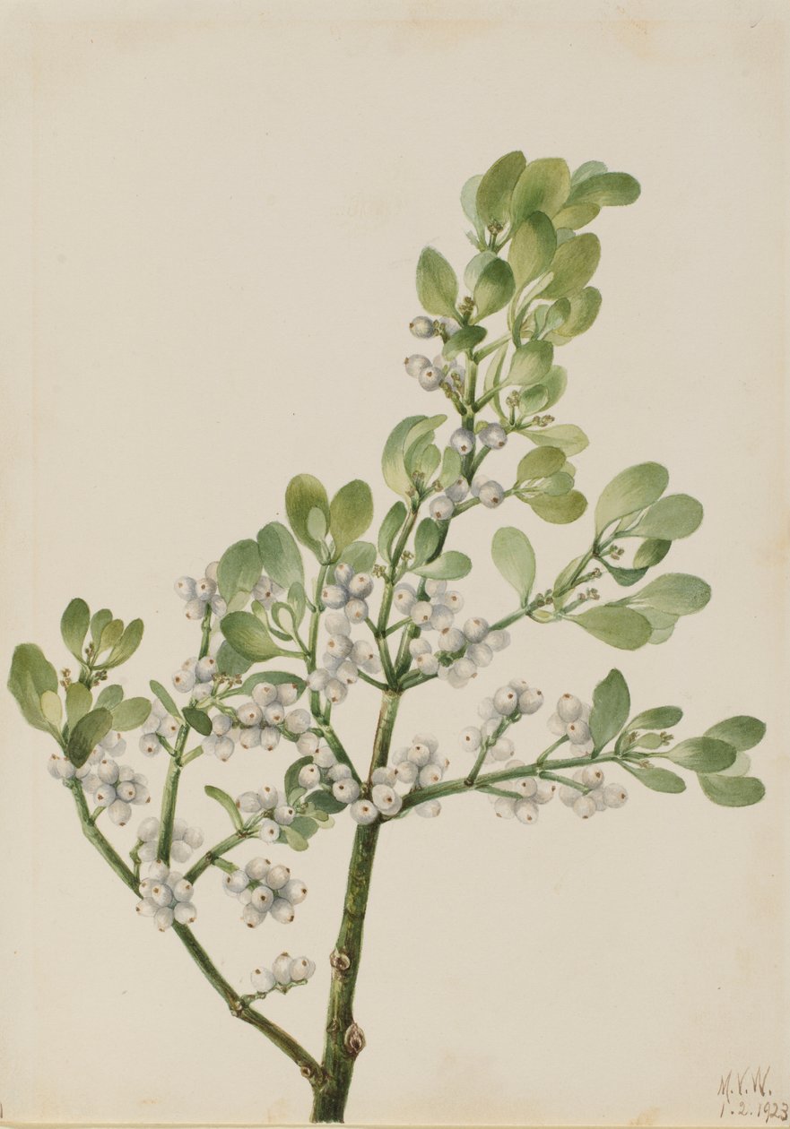 Amerikanische Mistel (Phoradendron flavescens) von Mary Vaux Walcott