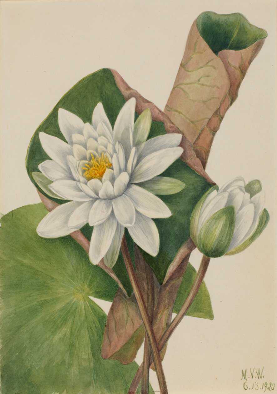 Amerikanische Seerose (Castalia odorata) von Mary Vaux Walcott