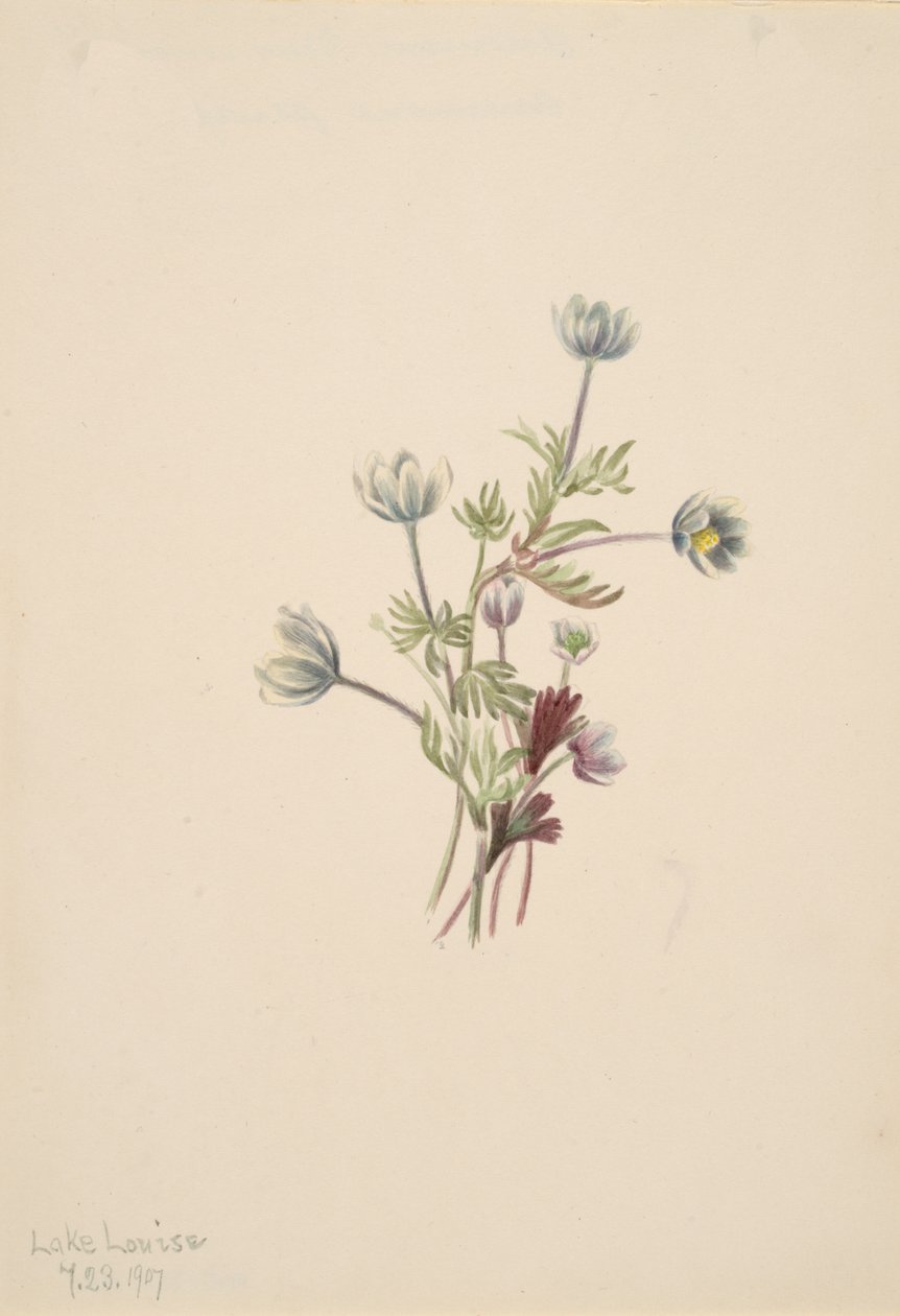 Anemone Anemone drummondii, 1907 von Mary Vaux Walcott