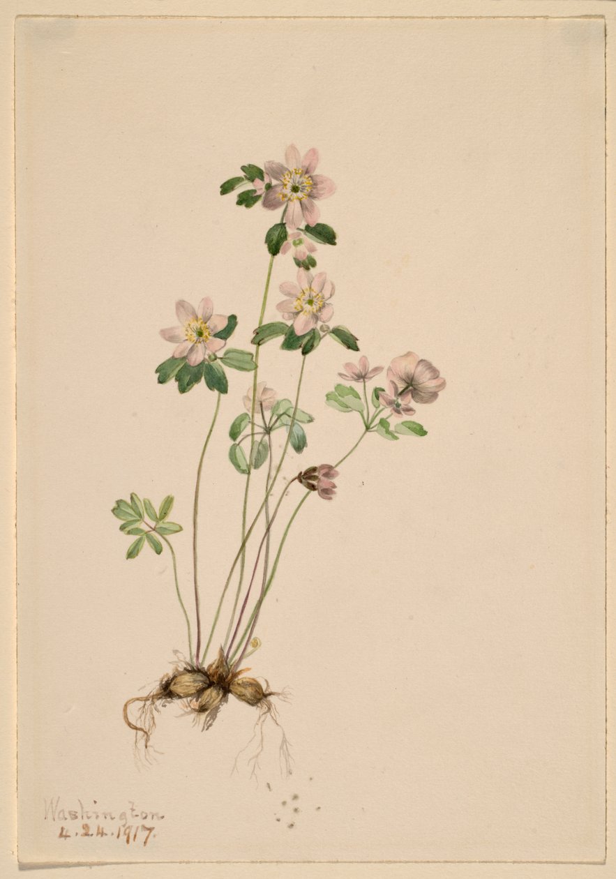 Anemonella (Syndesmon thalictroides) von Mary Vaux Walcott