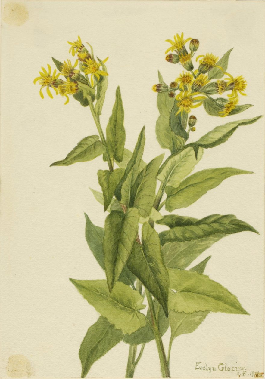 Pfeilblatt-Greiskraut (Senecia triangularis) von Mary Vaux Walcott