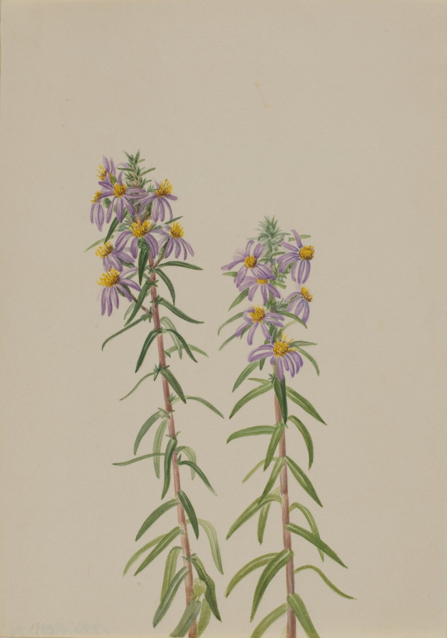 Aster Aster hirariifolius, 1923 von Mary Vaux Walcott