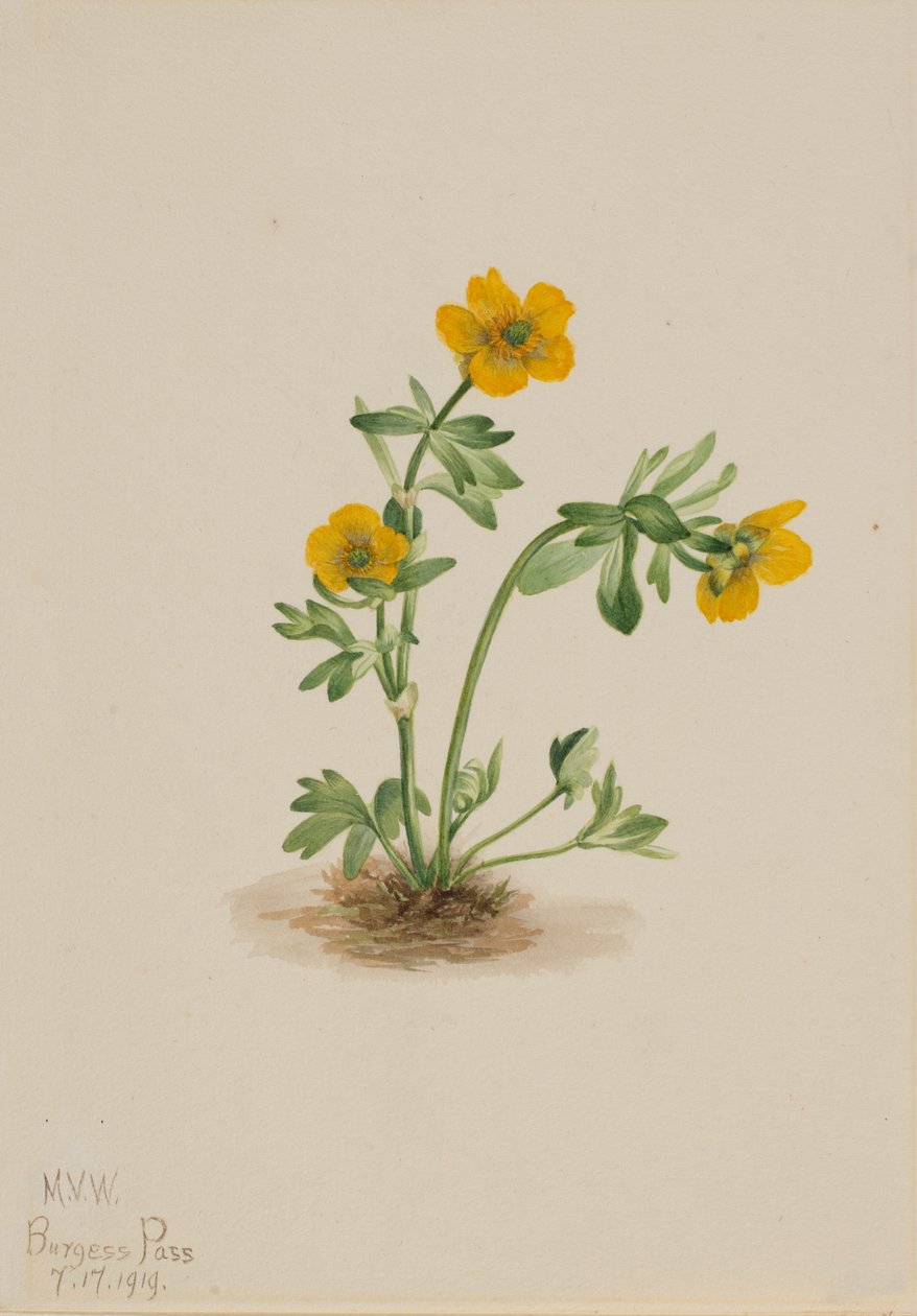Lawinen-Hahnenfuß Ranunculus suksdorfii, 1919 von Mary Vaux Walcott