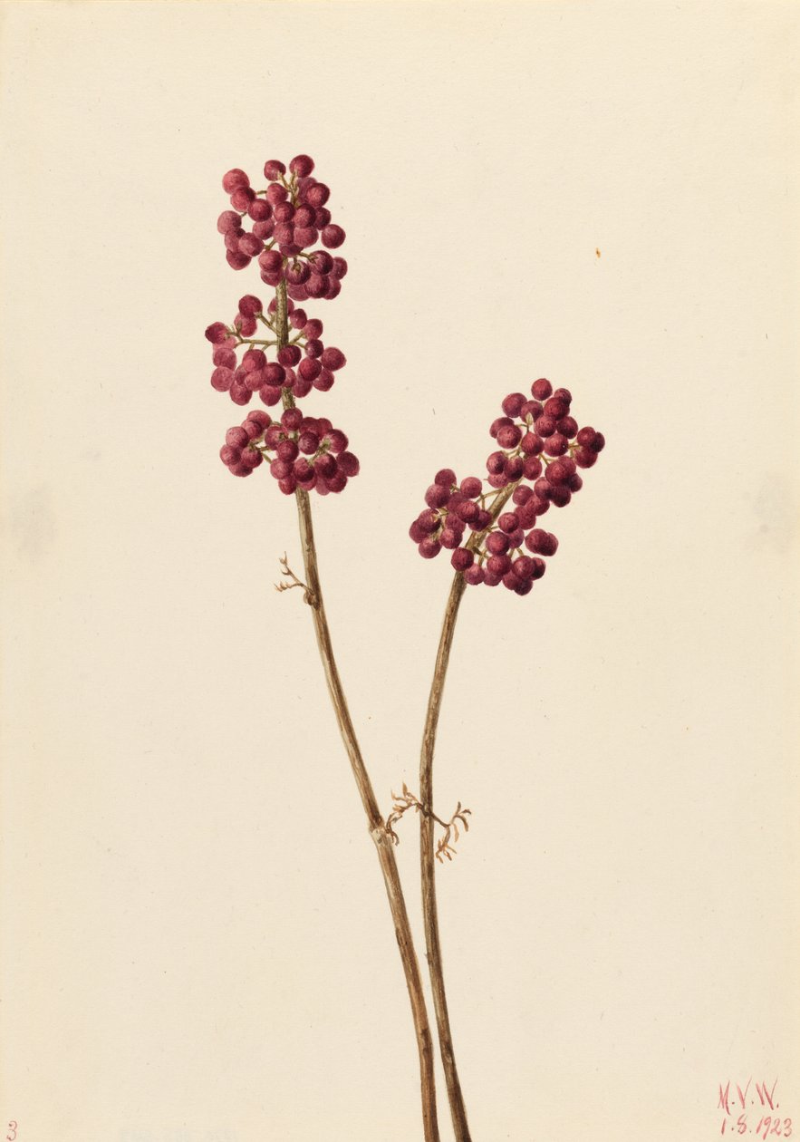 Schönheitsbeere (Callicarpa americana) von Mary Vaux Walcott