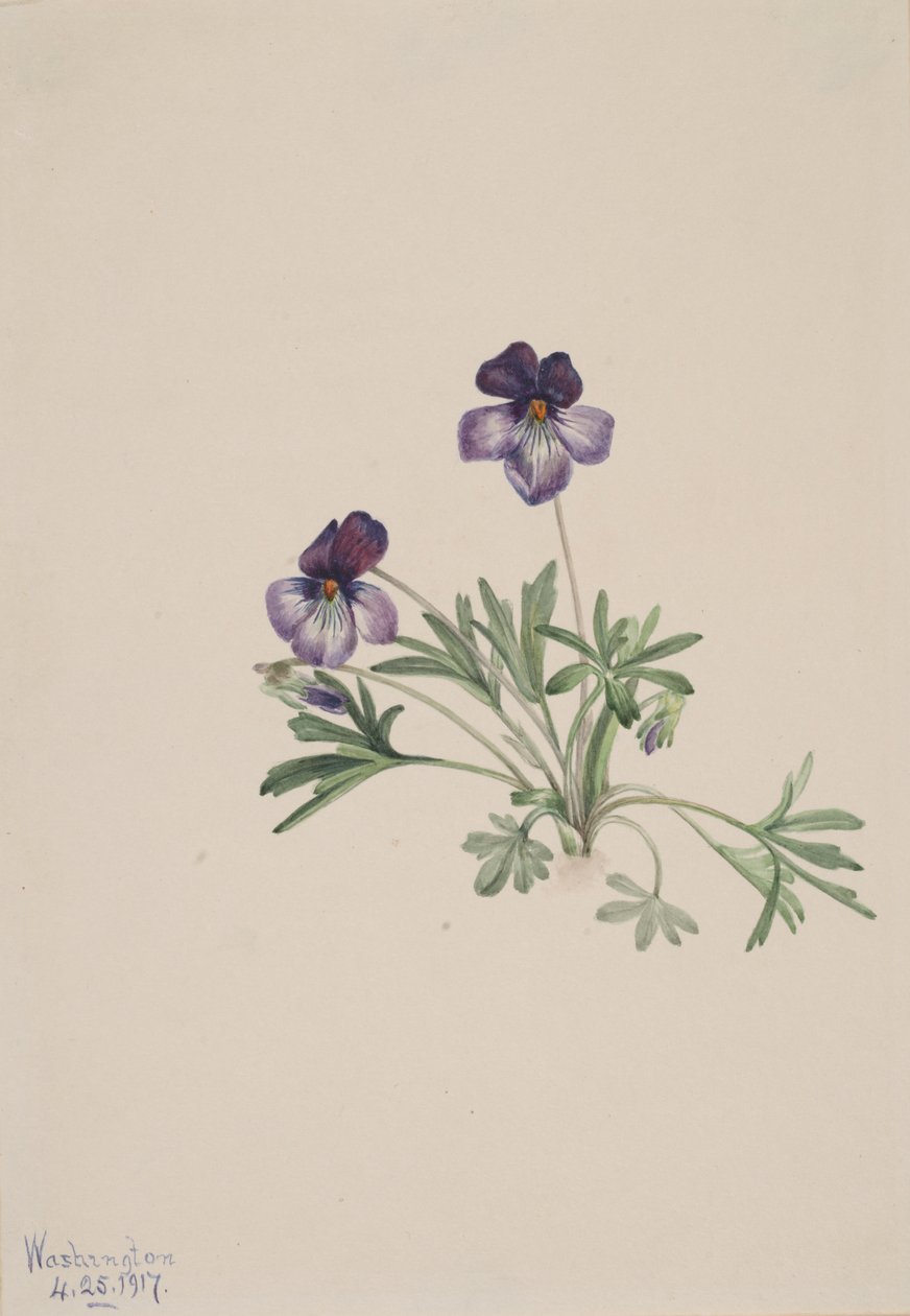 Vögelfuß-Veilchen Viola pedata, 1917 von Mary Vaux Walcott