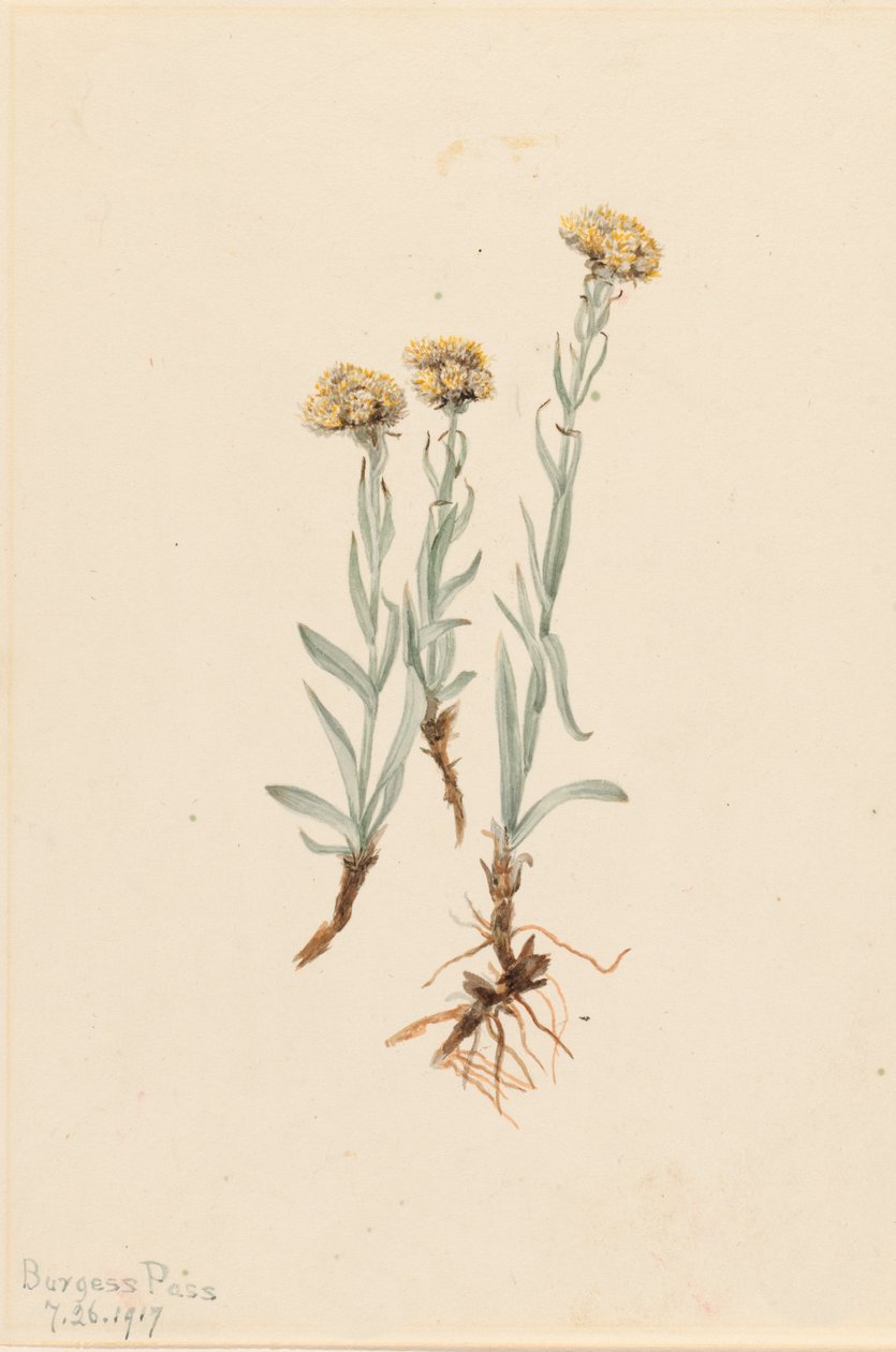 Buff Pussytoes Antennaria luzuloides, 1917 von Mary Vaux Walcott