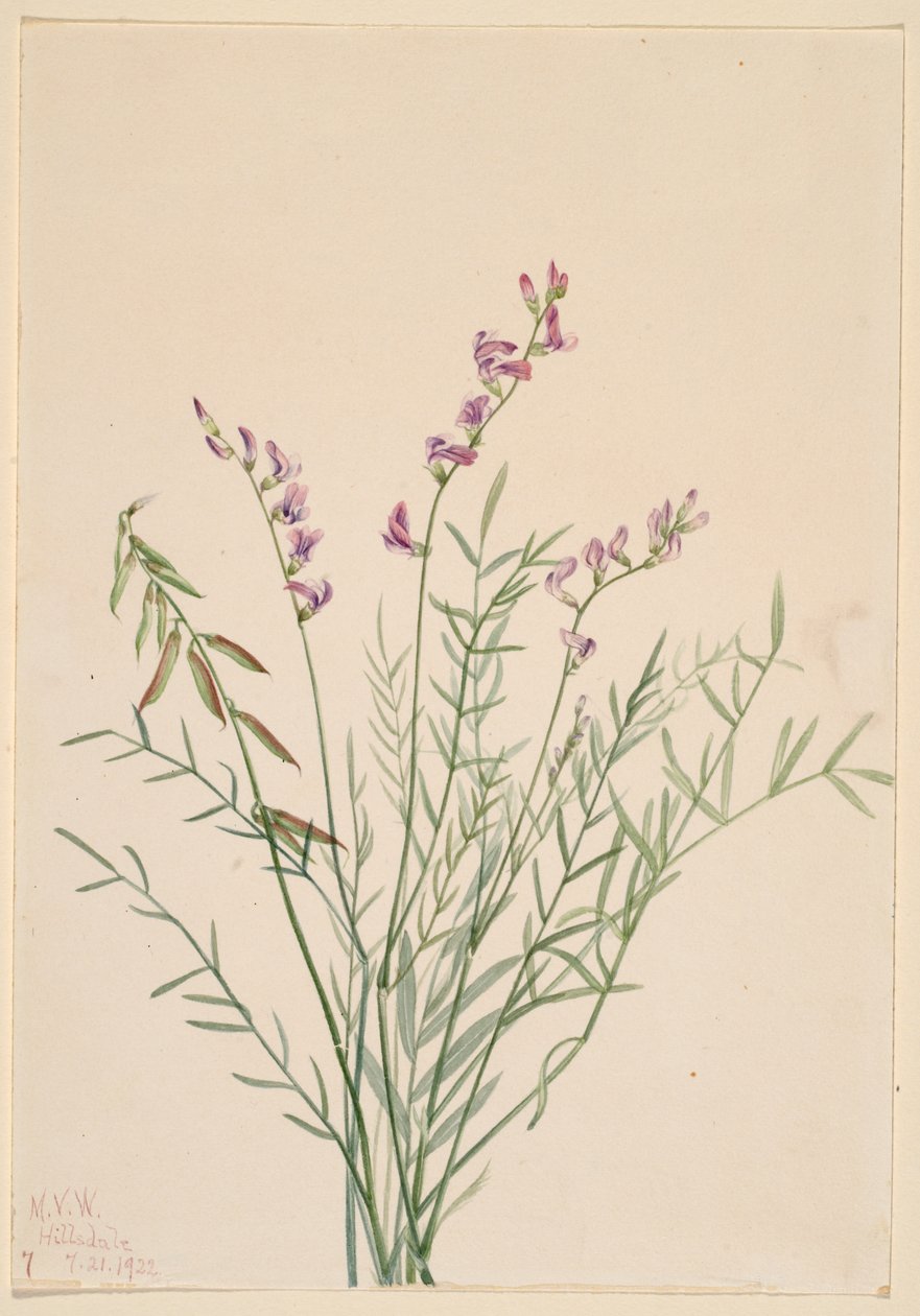 Burgess-Milchklee (Astragalus bourgovii) von Mary Vaux Walcott