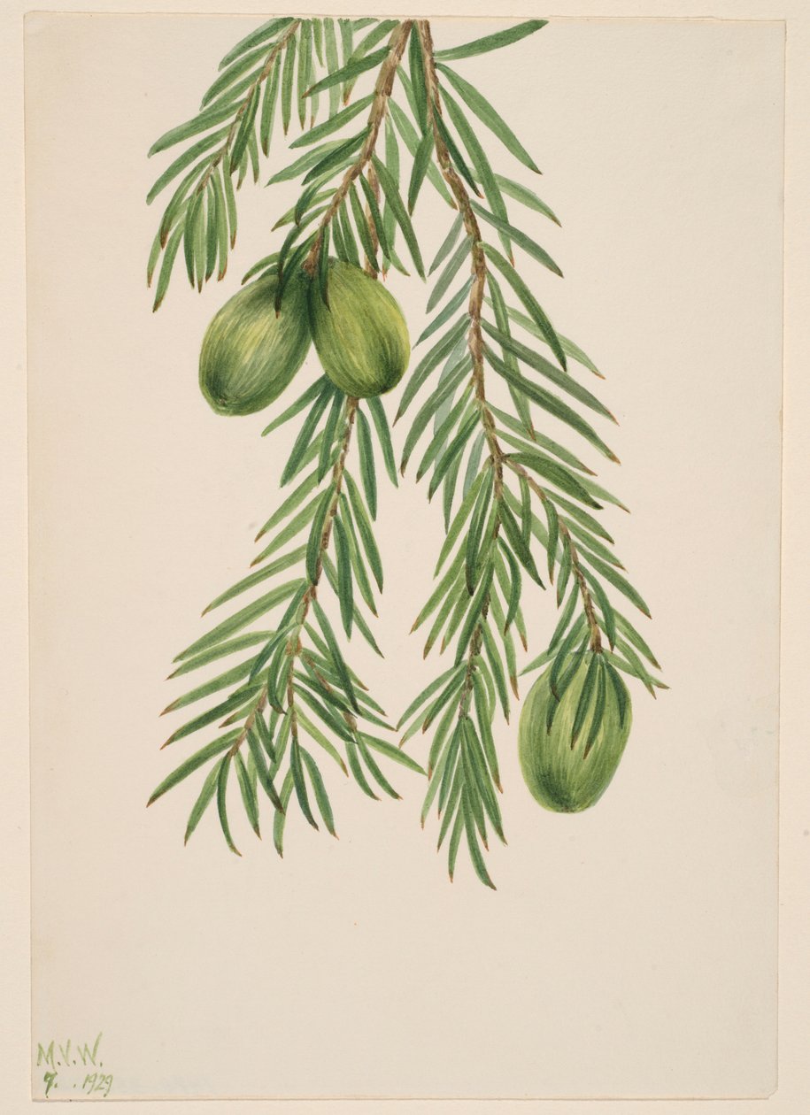 Kalifornische Muskatnuss (Tumion californicum) von Mary Vaux Walcott