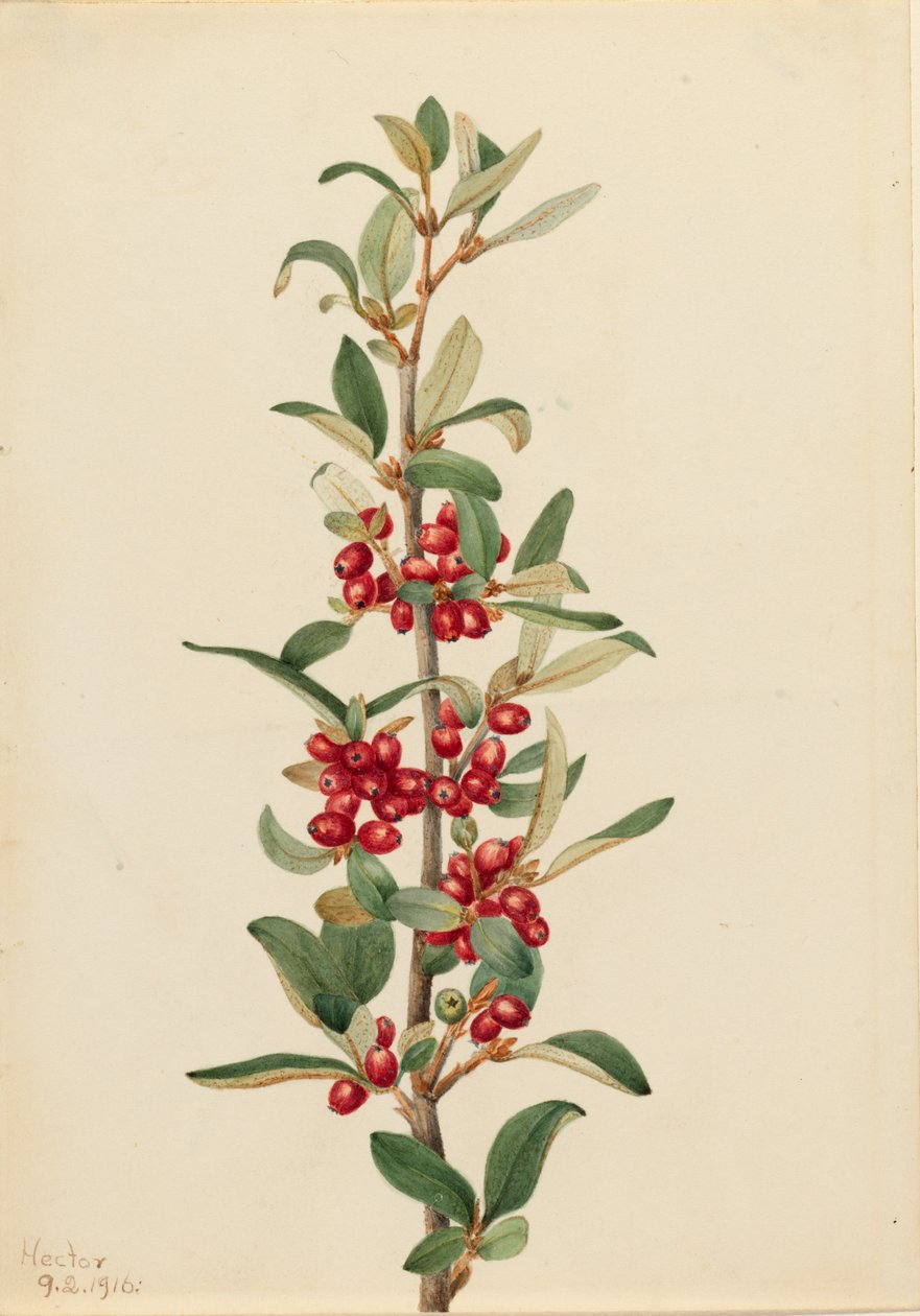 Kanadische Büffelbeere Lepargyrea canadensis, 1916 von Mary Vaux Walcott