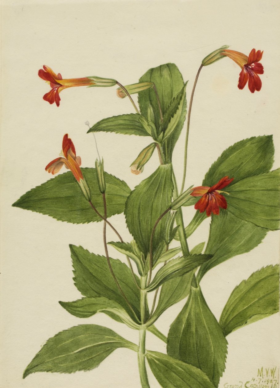 Kardinales Affenblume Mimulus cardinalis, 1927 von Mary Vaux Walcott