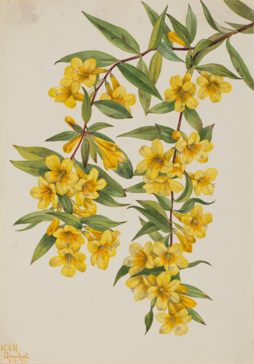 Karolina-Jasmin (Gelsemium sempervirens) von Mary Vaux Walcott